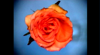 Ursula Palla, «Flowers II», 2001, Videostill